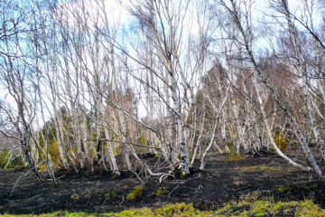 ESCURSIONE ETNA NATURA