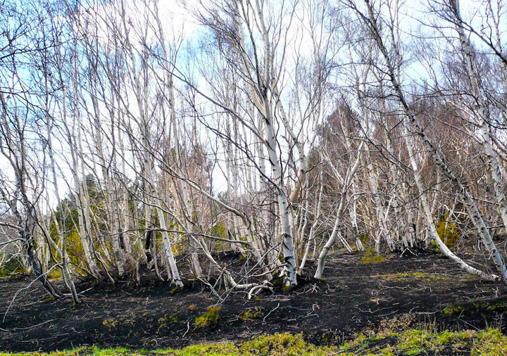 ESCURSIONE ETNA NATURA